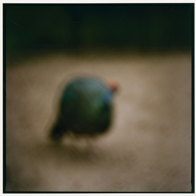  | Bird in the Amsterdam Zoo