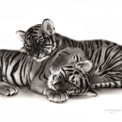  | Tiger Cubs