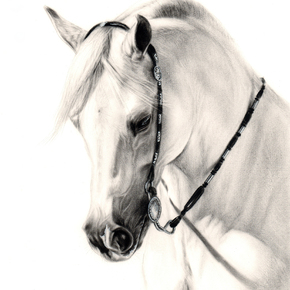  | White Stallion