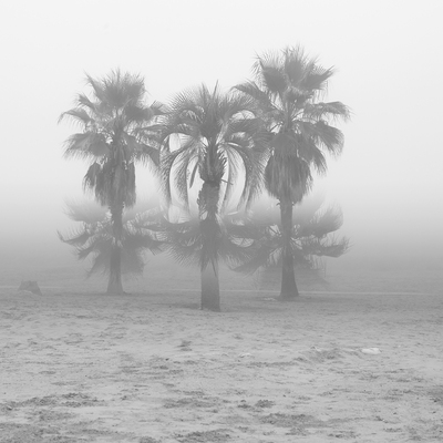  | SPECTRUM -Palms-