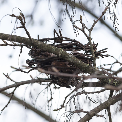  | Nest (dettaglio)