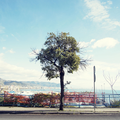  | Albero presso Vietri sul Mare