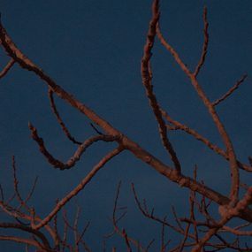  | Senza Titolo (da &rdquo;An Die Natur&rdquo;)