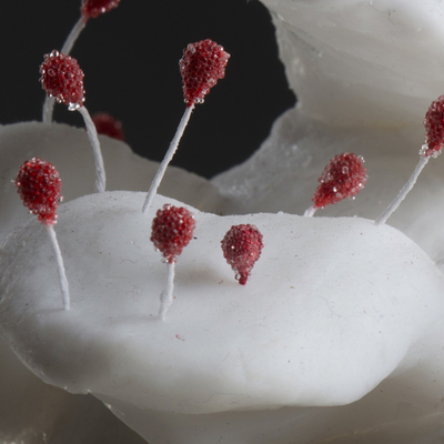  | Tongue Ball, detail