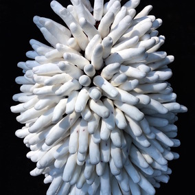 Annette Goodfriend | Anemone