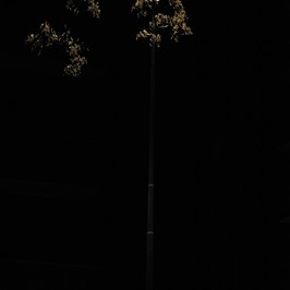  | Albero urbano 2