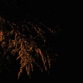  | Albero urbano 3