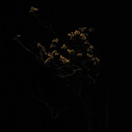  | Albero urbano  4