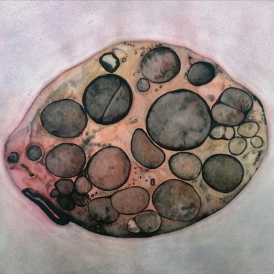 | Cellula