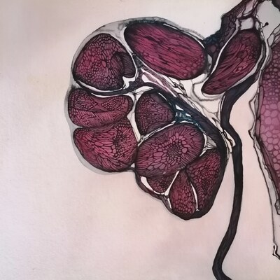  | La Rinascita - serie Cellule