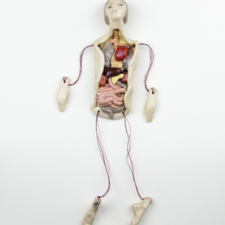  | Bambole anatomiche (dettaglio)