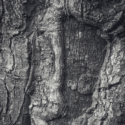 Pietro Punghellini | The Horizontal Tree