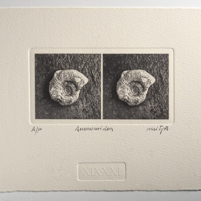  | Ammonoidea