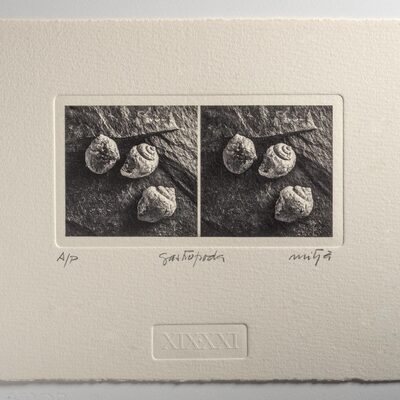  | Gastropoda