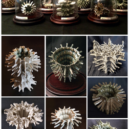 Chiara Ricardi | Cabinet of Curiosities