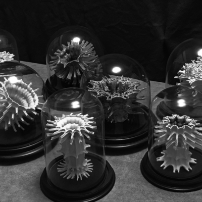  | Cabinet of Curiosities