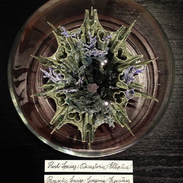  | Cabinet of Curiosities