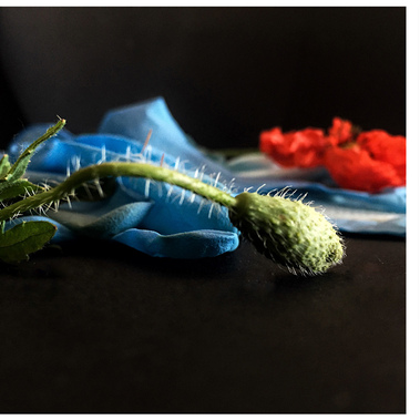 Cristina Iotti | “La_ natura_ non_ si_ è_ fermata #55 #56 #57”