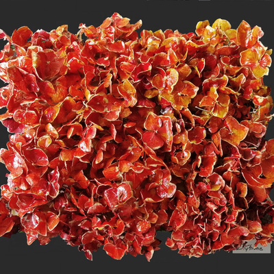  | ORTENSIE IN ARANCIO