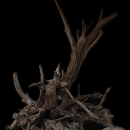 Federico Serradimigni | sea wood