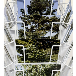  | N&deg;16/17, Abies nebrodensis