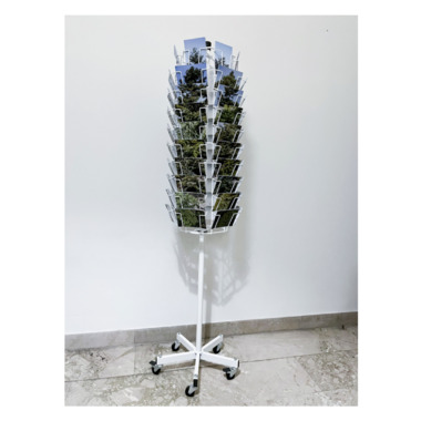 Ivan Terranova | N°16/17, Abies nebrodensis