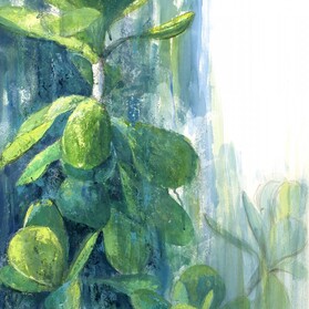  | Kalanchoe