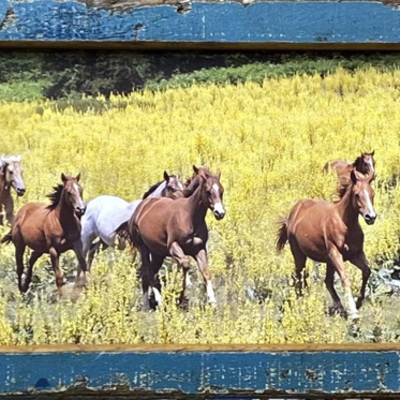  | GIALLO MATESE