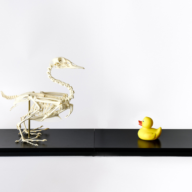 Sara Zunino | Knick-Knack