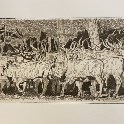  | Mandria di buoi maremmani