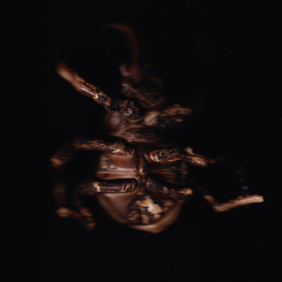  | the plague series