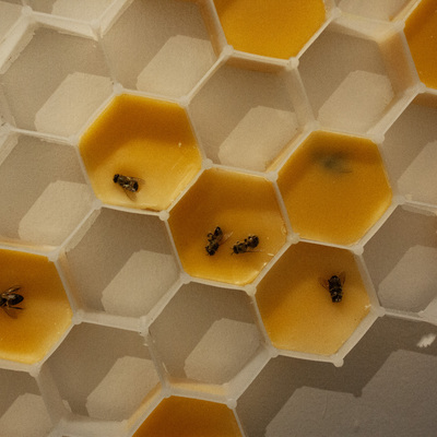  | B&B for Bee