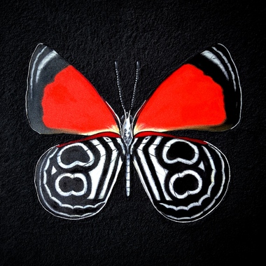 Mariia Baskal | ”Archivio. Diaethria Clymena”