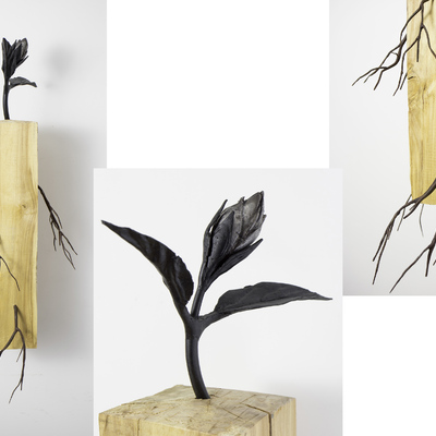  | Planta nuda