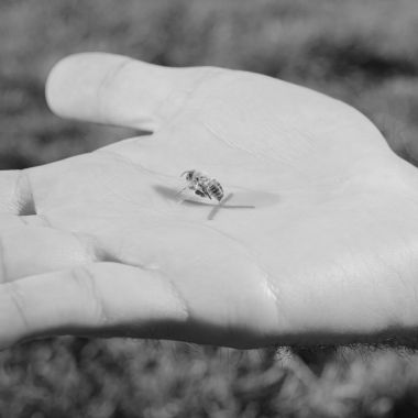 Alessandro Truffa | Bee training - studies on domestication