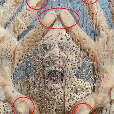  | Dettaglio impronte digitali (Scatola di lacrime)