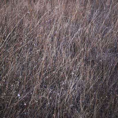  | Il campo (Sono della stirpe degli alberi)