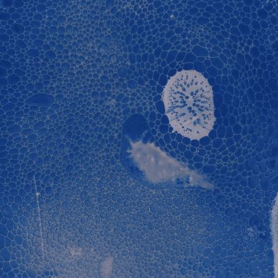  | Acqua Viva - dettaglio